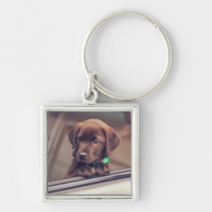chocolade labrador puppy in auto sleutelhanger