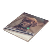 chocolade labrador puppy in auto tegeltje (Zijkant)