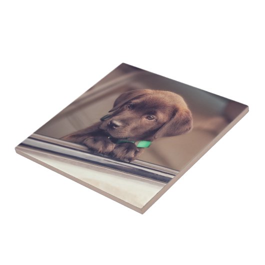 chocolade labrador puppy in auto tegeltje (Zijkant)