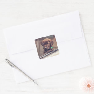 chocolade labrador puppy in auto vierkante sticker