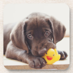 Chocolade Labrador Puppy met Speelgoed Duck Bier Onderzetter