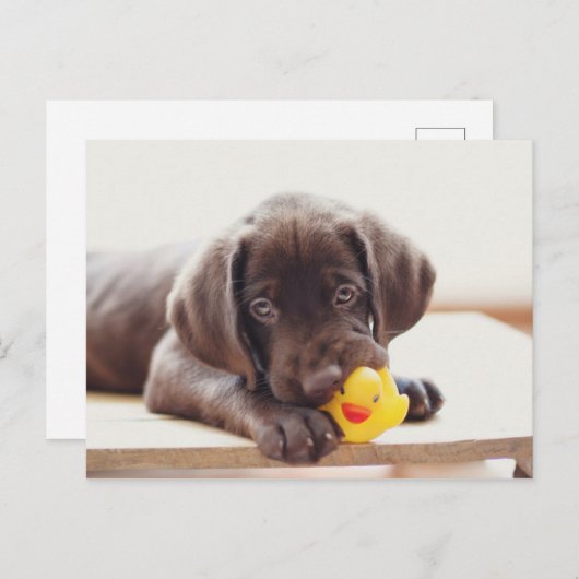 Chocolade Labrador Puppy met Speelgoed Duck Briefkaart (Voorkant / Achterkant)