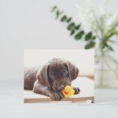 Chocolade Labrador Puppy met Speelgoed Duck Briefkaart (Staand voorkant)