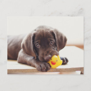 Chocolade Labrador Puppy met Speelgoed Duck Briefkaart