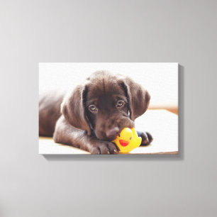 Chocolade Labrador Puppy met Speelgoed Duck Canvas Afdruk