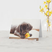Chocolade Labrador Puppy met Speelgoed Duck Kaart (Gele Bloem)