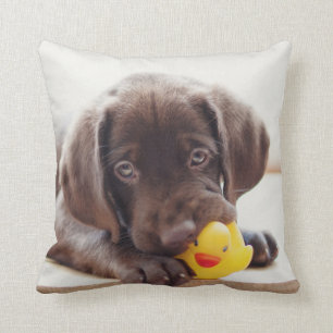 Chocolade Labrador Puppy met Speelgoed Duck Kussen