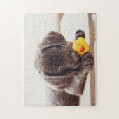 Chocolade Labrador Puppy met Speelgoed Duck Legpuzzel (Verticaal)