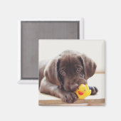 Chocolade Labrador Puppy met Speelgoed Duck Magneet (Voorkant / Achterkant)