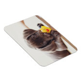 Chocolade Labrador Puppy met Speelgoed Duck Magneet (Rechterzijde)