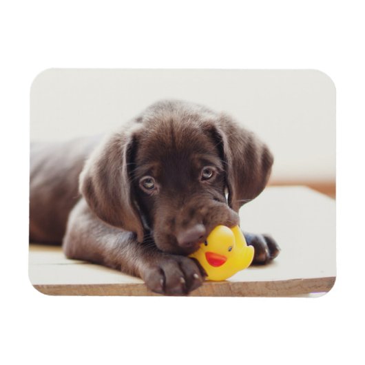 Chocolade Labrador Puppy met Speelgoed Duck Magneet (Horizontaal)