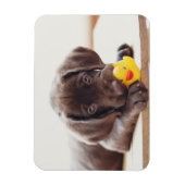 Chocolade Labrador Puppy met Speelgoed Duck Magneet (Verticaal)