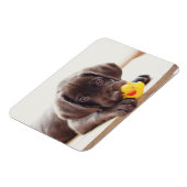 Chocolade Labrador Puppy met Speelgoed Duck Magneet (Linkerzijde)