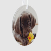 Chocolade Labrador Puppy met Speelgoed Duck Ornament (voorkant)