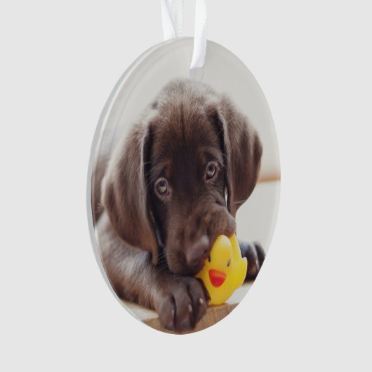 Chocolade Labrador Puppy met Speelgoed Duck Ornament (voorkant)
