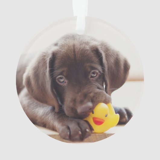 Chocolade Labrador Puppy met Speelgoed Duck Ornament (achterkant)