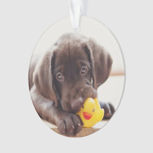 Chocolade Labrador Puppy met Speelgoed Duck Ornament (voorkant)