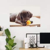 Chocolade Labrador Puppy met Speelgoed Duck Poster (Thuiskantoor)