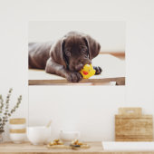 Chocolade Labrador Puppy met Speelgoed Duck Poster (Keuken)