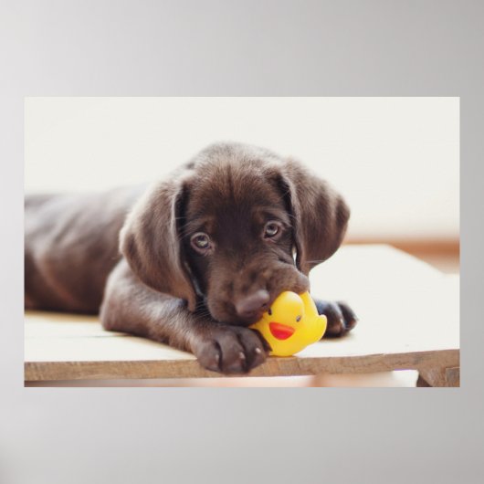 Chocolade Labrador Puppy met Speelgoed Duck Poster (Voorkant)