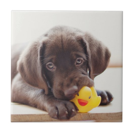 Chocolade Labrador Puppy met Speelgoed Duck Tegeltje (Voorkant)