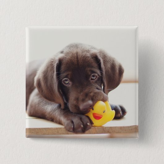 Chocolade Labrador Puppy met Speelgoed Duck Vierkante Button 5,1 Cm (Voorkant)