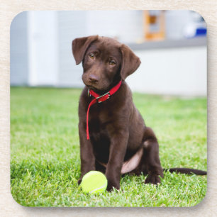 chocolade labrador puppy met tennisbal bier onderzetter