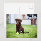 chocolade labrador puppy met tennisbal briefkaart (Voorkant / Achterkant)