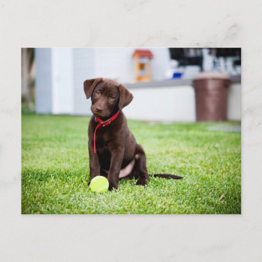 chocolade labrador puppy met tennisbal briefkaart (Voorkant)