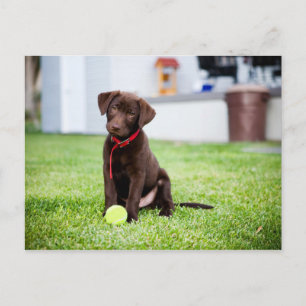 chocolade labrador puppy met tennisbal briefkaart