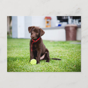 chocolade labrador puppy met tennisbal briefkaart
