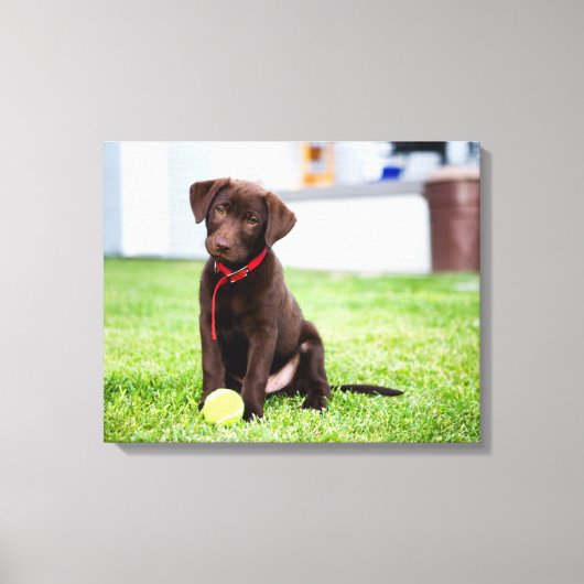 chocolade labrador puppy met tennisbal canvas afdruk (Voorkant)