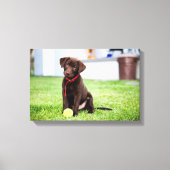 chocolade labrador puppy met tennisbal canvas afdruk (Voorkant)
