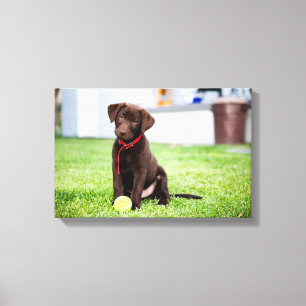 chocolade labrador puppy met tennisbal canvas afdruk