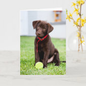 chocolade labrador puppy met tennisbal kaart (Gele Bloem)