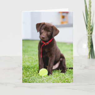 chocolade labrador puppy met tennisbal kaart