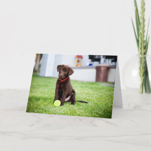 chocolade labrador puppy met tennisbal kaart