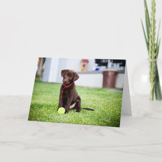 chocolade labrador puppy met tennisbal kaart (Voorkant)
