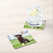 chocolade labrador puppy met tennisbal kartonnen onderzetters (Insitu)