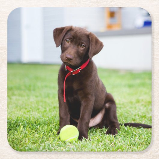 chocolade labrador puppy met tennisbal kartonnen onderzetters (Voorkant)
