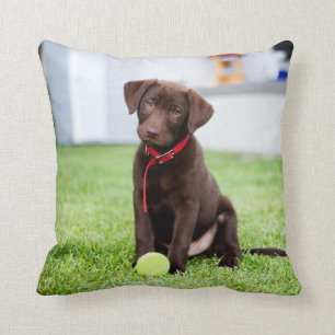 chocolade labrador puppy met tennisbal kussen