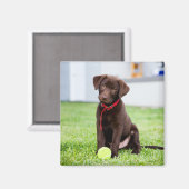 chocolade labrador puppy met tennisbal magneet (Voorkant / Achterkant)