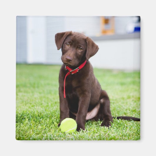 chocolade labrador puppy met tennisbal magneet (Voorkant)