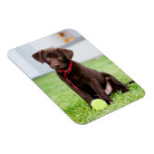 chocolade labrador puppy met tennisbal magneet (Rechterzijde)