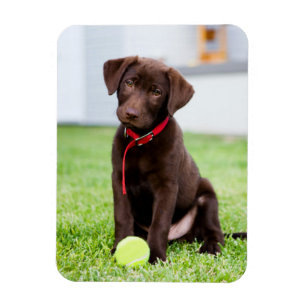 chocolade labrador puppy met tennisbal magneet