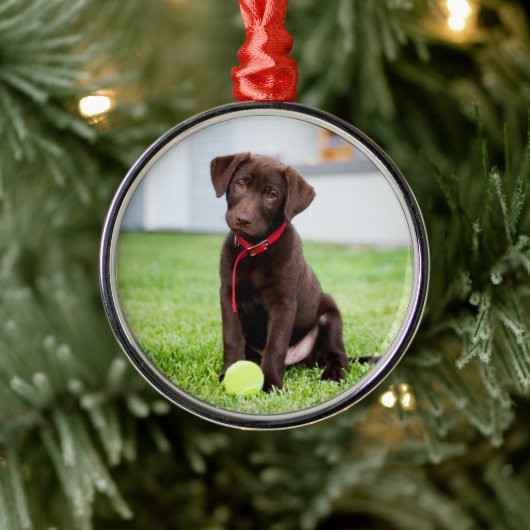 chocolade labrador puppy met tennisbal metalen ornament (Boom)