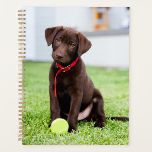 chocolade labrador puppy met tennisbal planner