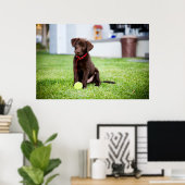 chocolade labrador puppy met tennisbal poster (Thuiskantoor)