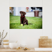 chocolade labrador puppy met tennisbal poster (Keuken)