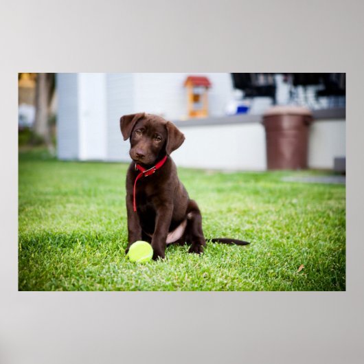chocolade labrador puppy met tennisbal poster (Voorkant)